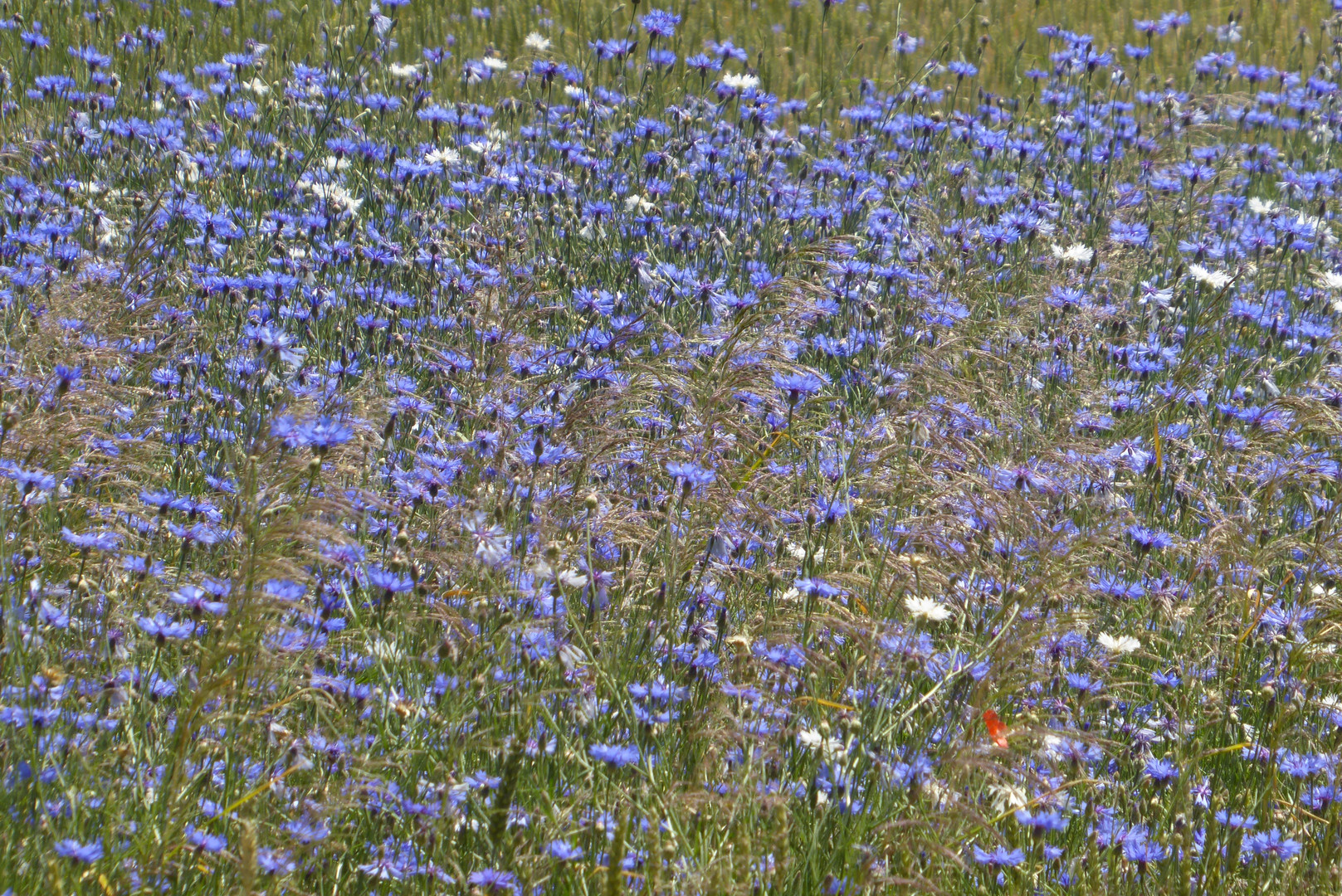 Kornblumenfeld zum Blue Monday