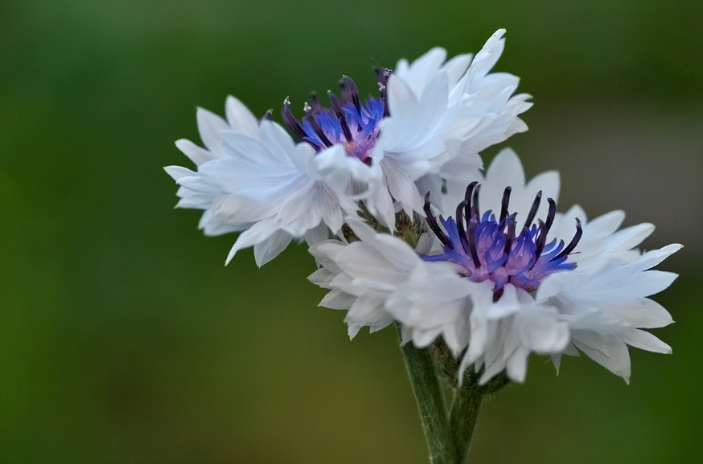 Kornblumenhybriden