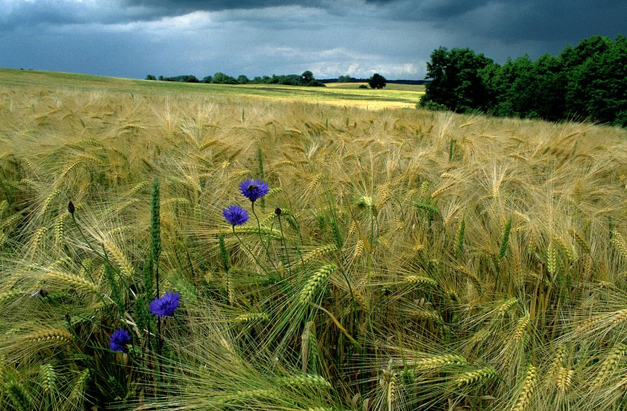 Korn+Blumen=Kornblumen