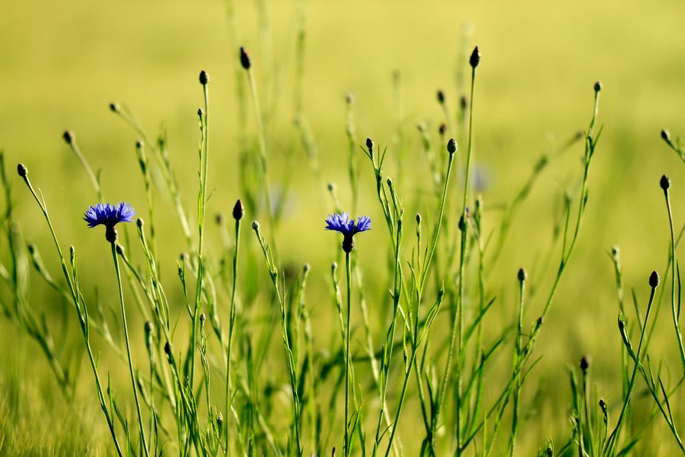 Kornblumenleuchten