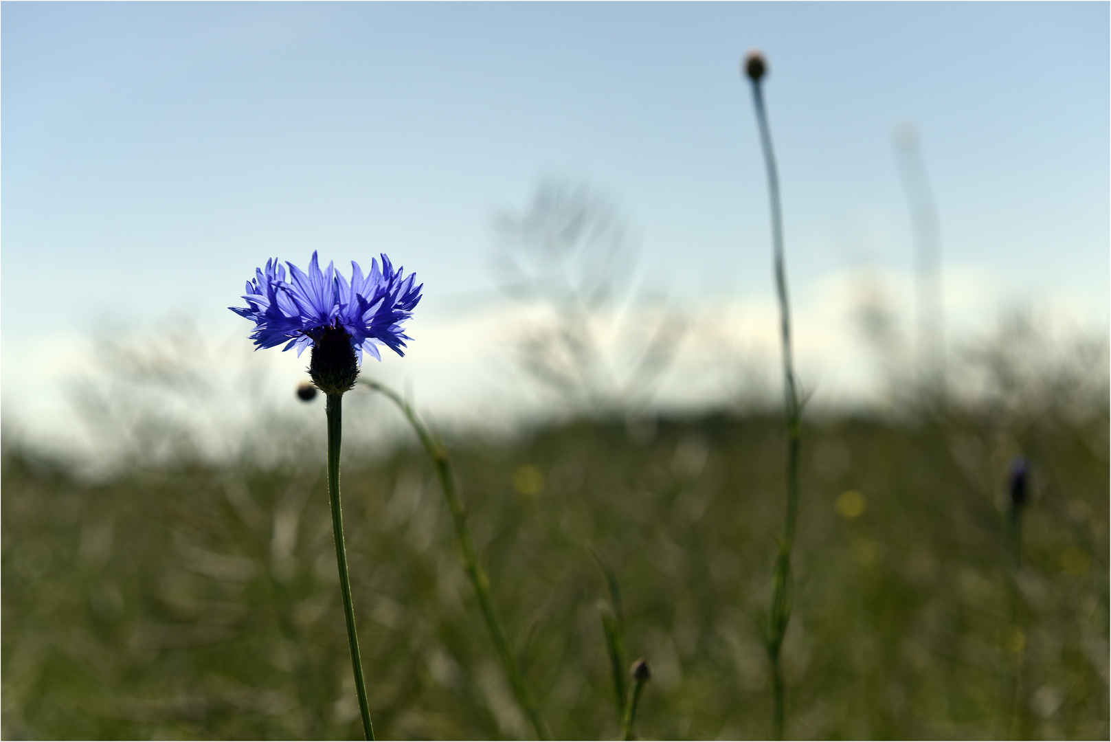 Kornblumens Blau.......