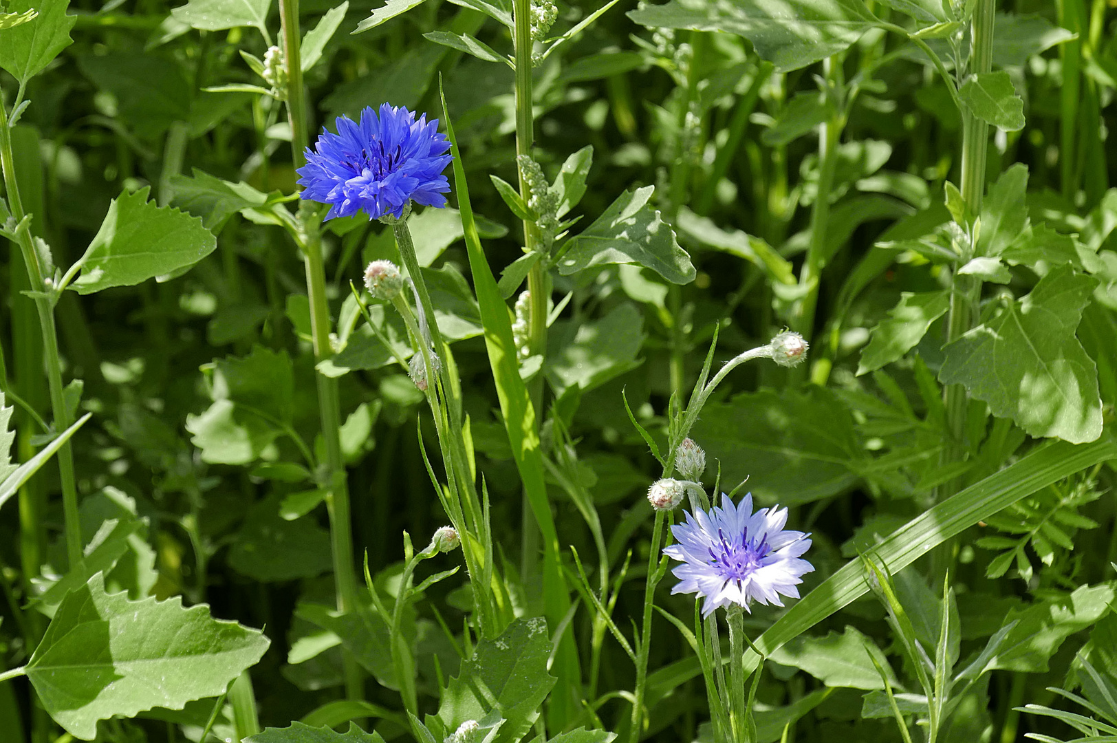 Kornblumenvarianten am Feldrand: Blau und Weiß