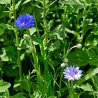 Kornblumenvarianten am Feldrand: Blau und Weiß