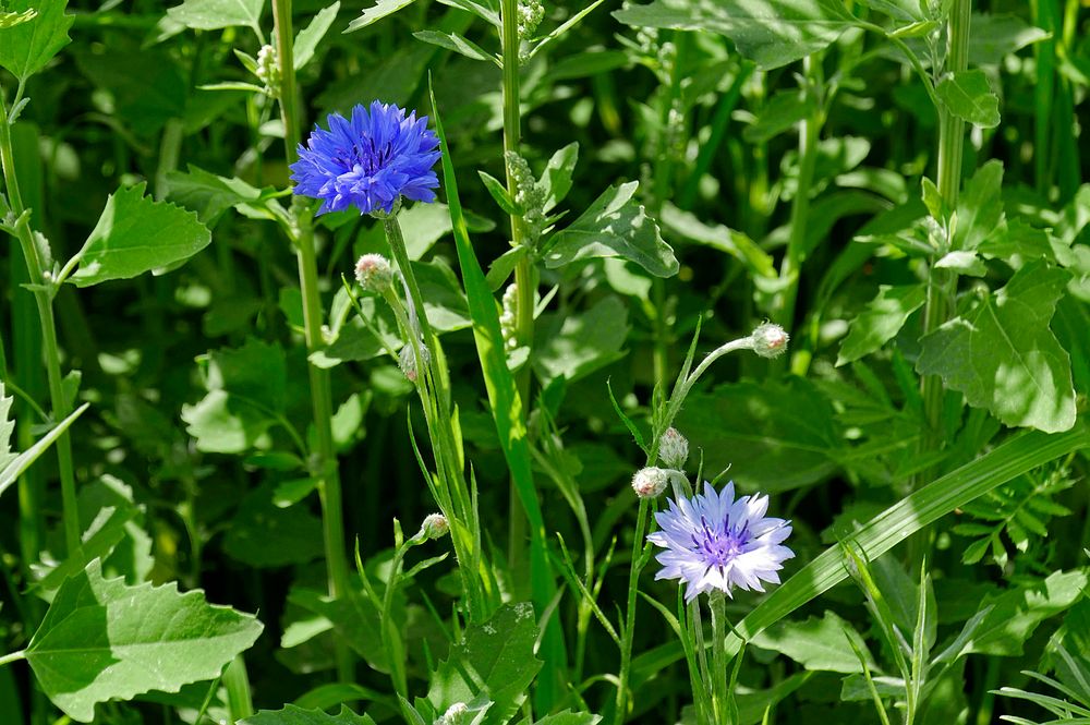 Kornblumenvarianten am Feldrand: Blau und Weiß