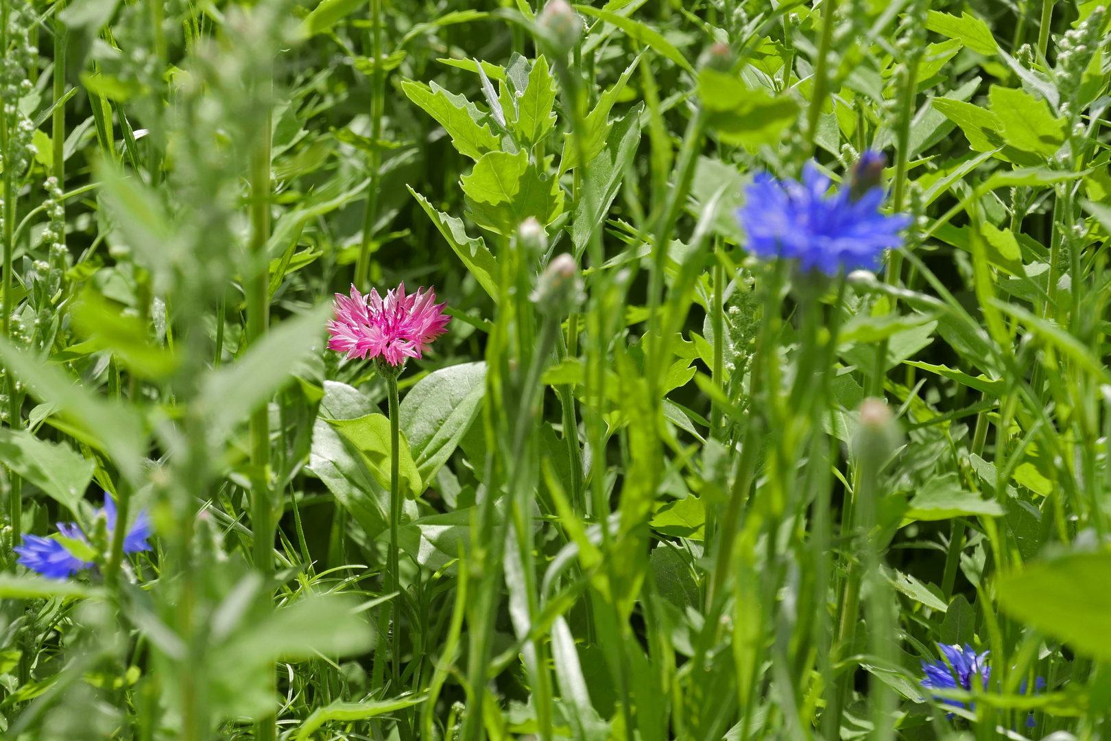 Kornblumenvarianten am Feldrand: Rosa