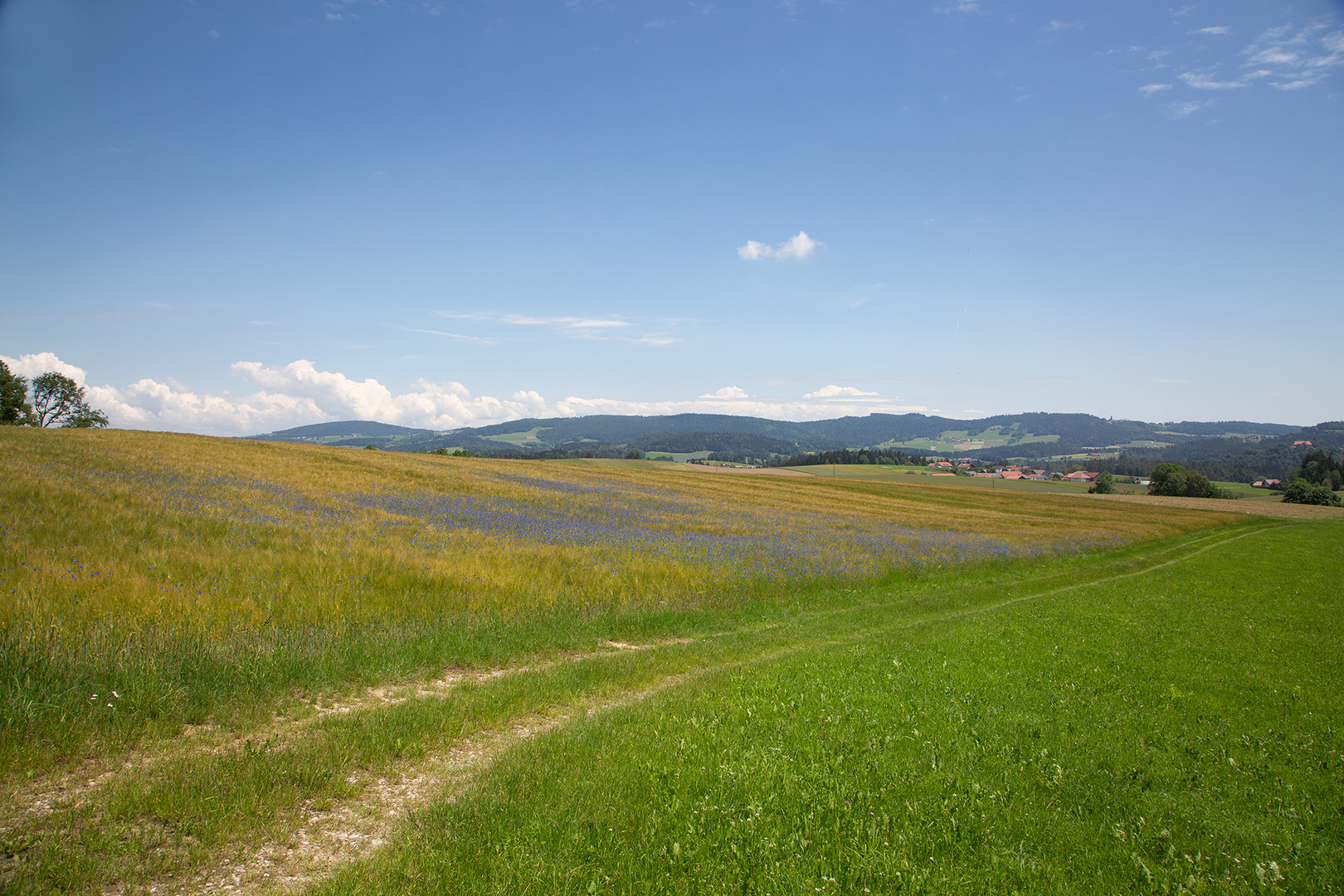 Kornblumenweg