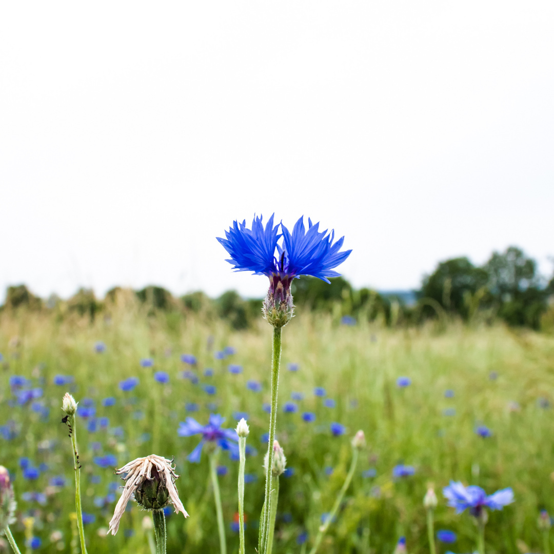 Kornblumenwiese