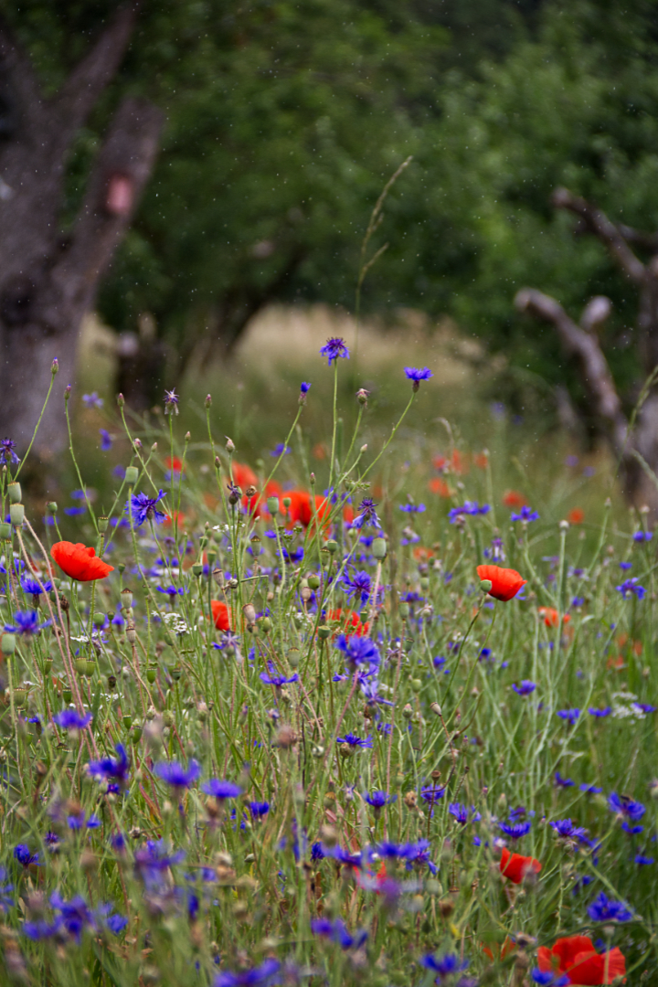 Kornblumenwiese