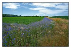 Kornblumenwiese