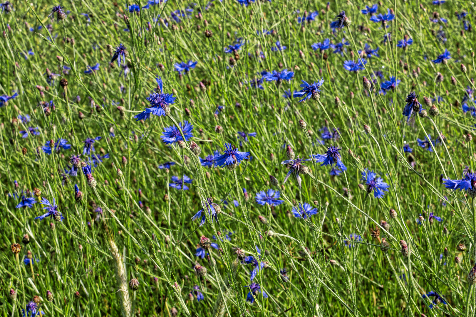 Kornblumenwiese  -  cornflower meadow