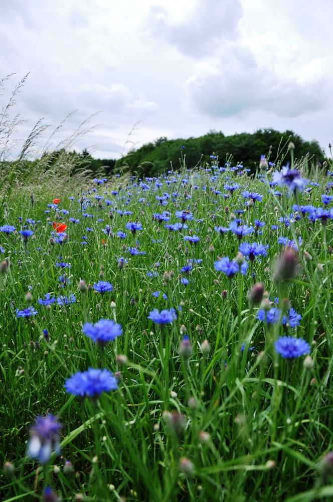 Kornblumenwiese