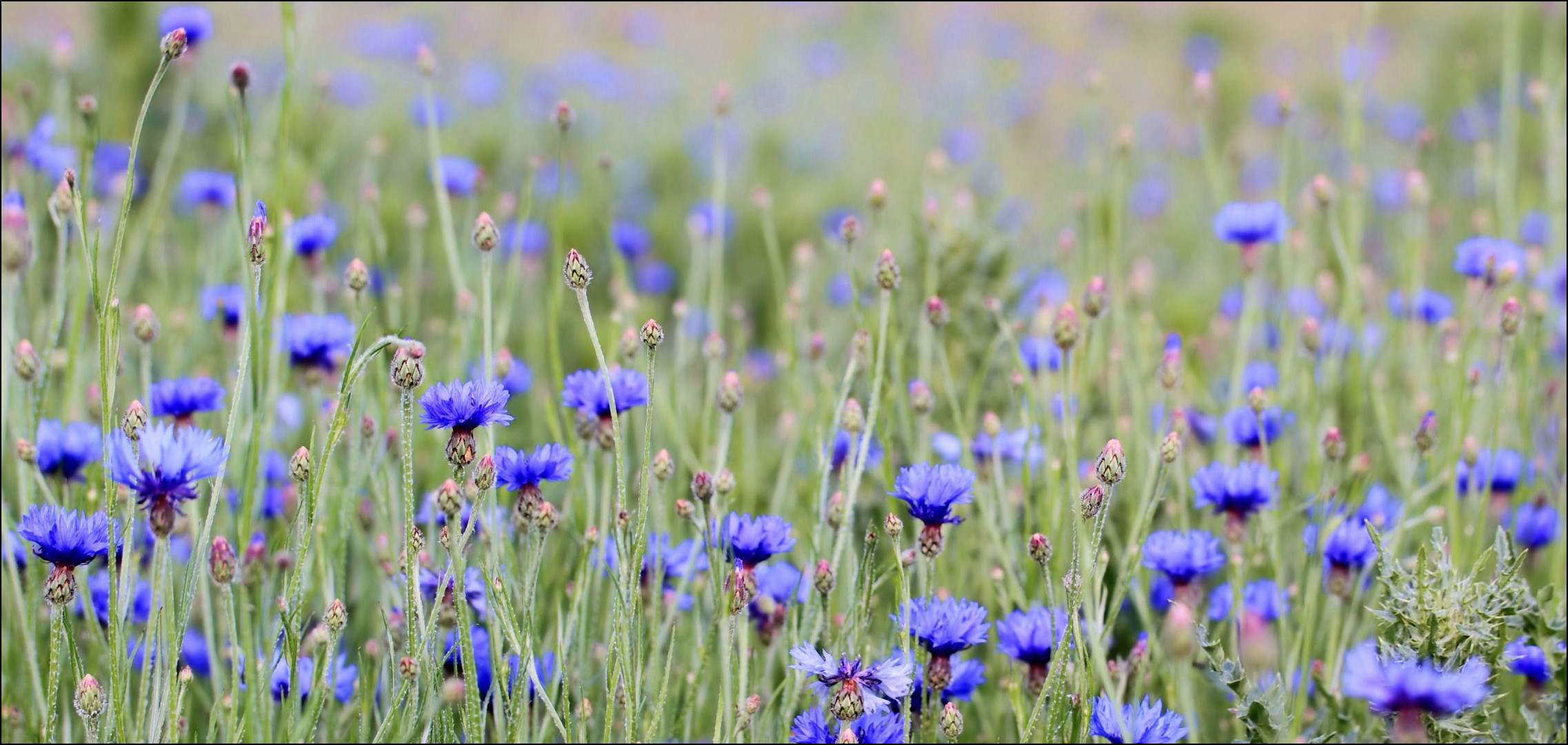 Kornblumenwiese