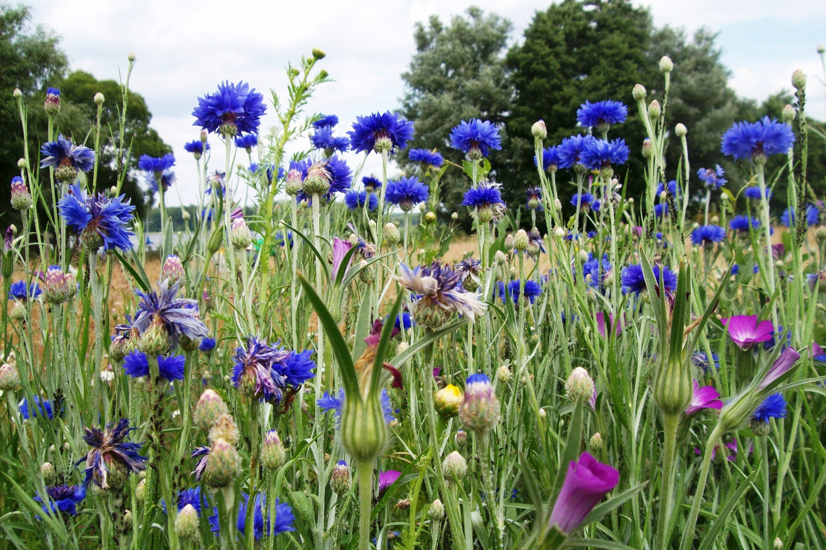 Kornblumenwiese in Diemitz