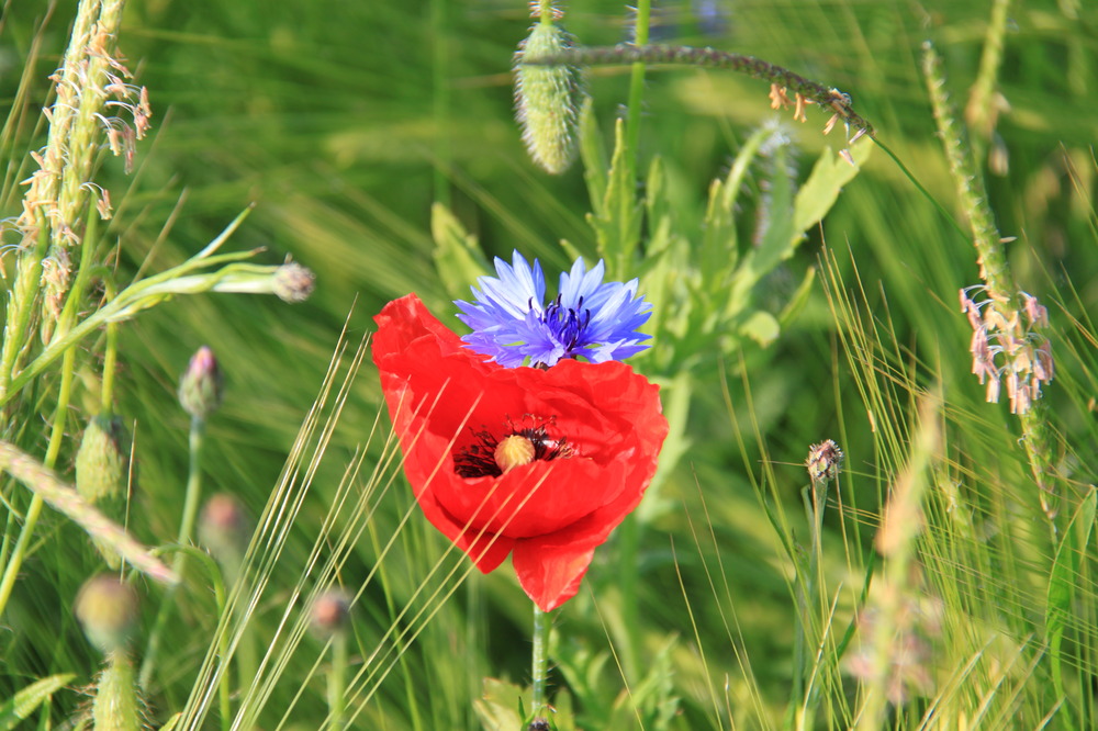 "Kornblumenzeit"