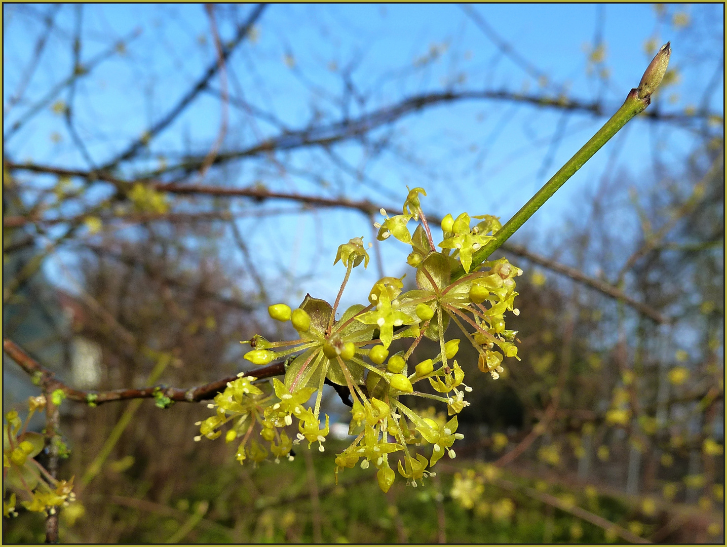 Kornelkirsche (Cornus mas)