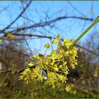 Kornelkirsche (Cornus mas)