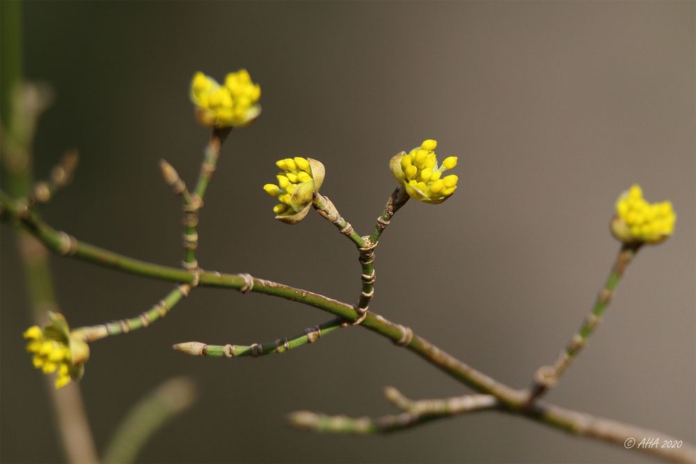  Kornelkirsche (Cornus mas)