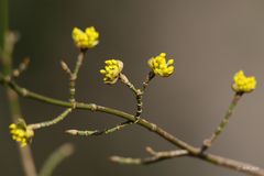  Kornelkirsche (Cornus mas)