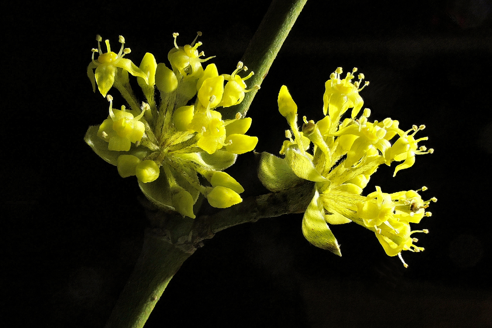 Kornelkirsche (Cornus mas)