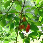 Kornelkirsche (Cornus mas)