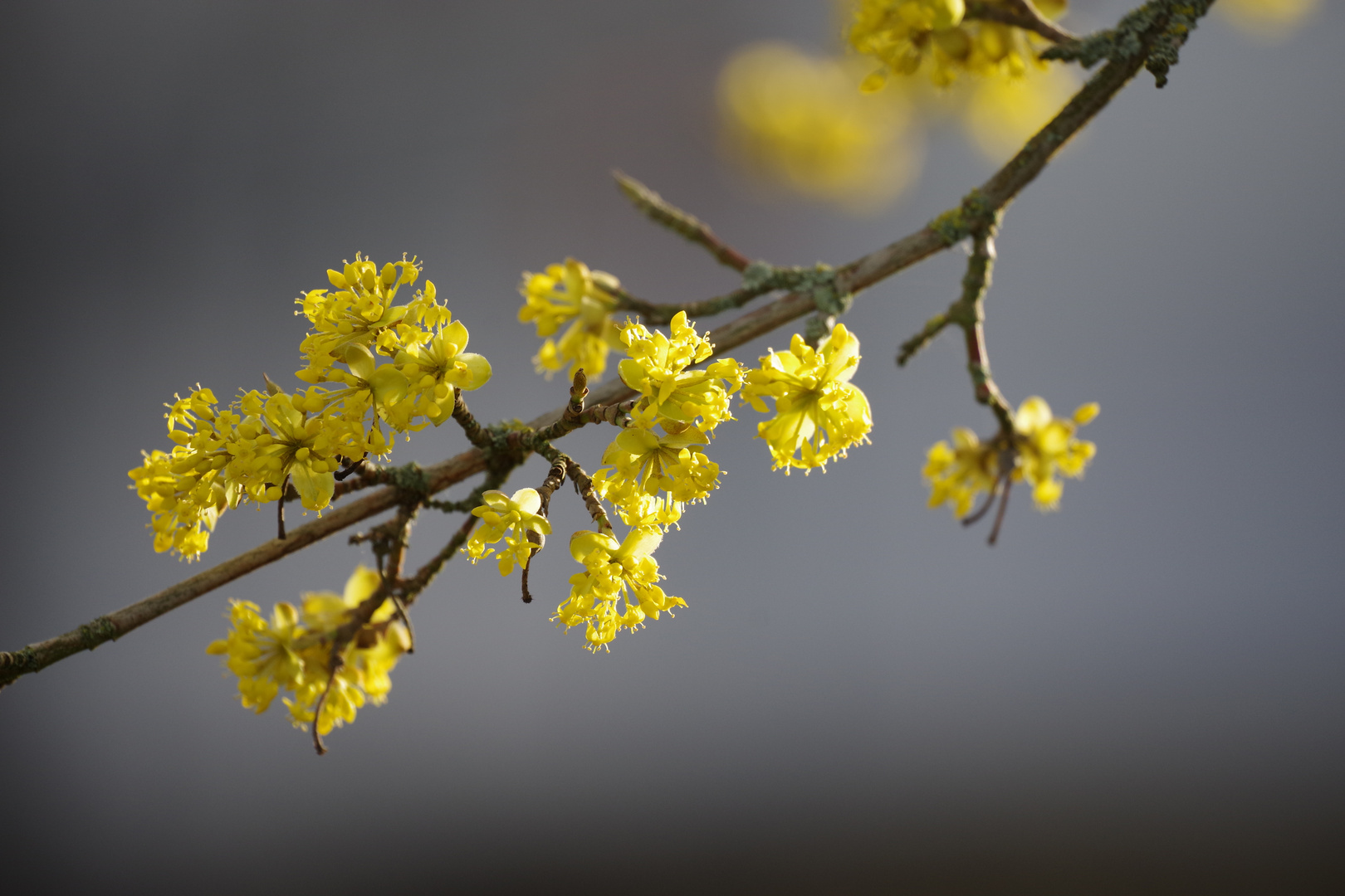 Kornelkirsche (Cornus mas)