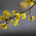 Kornelkirsche (Cornus mas)