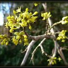 Kornelkirsche (Cornus mas)