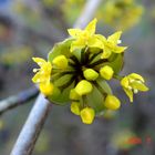 Kornelkirsche (Cornus mas)