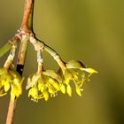 Kornelkirsche,Herlize (Cornus mas)