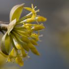 Kornelkirschen Blüte