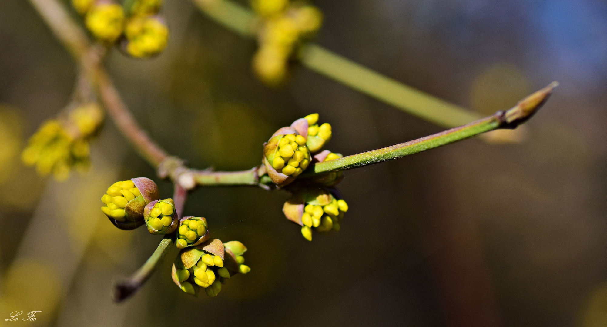 Kornelkirschenblüte