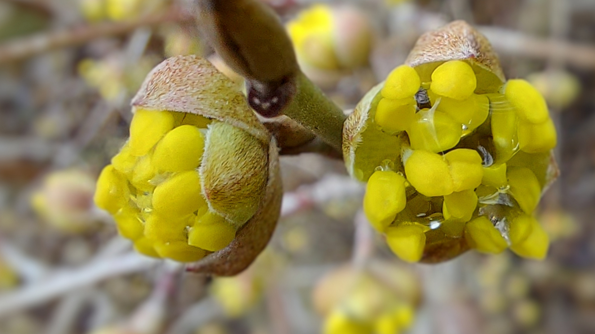 Kornelkirschenblüte