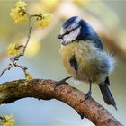 Kornelkirschenblüte und und Blaumeise  .....