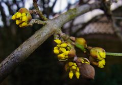 Kornelkirschenblüte von heute