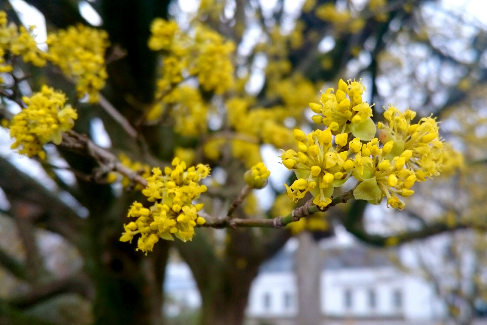 Kornelkirschenblüten