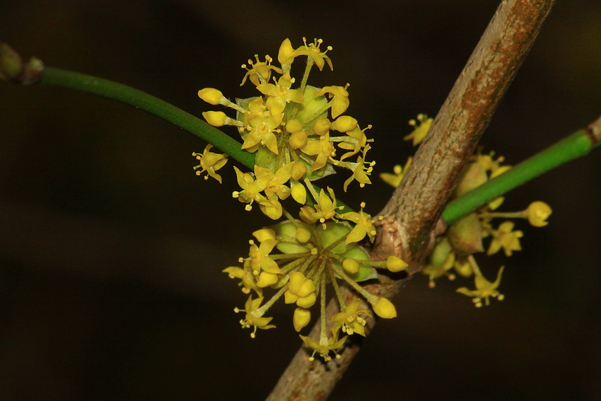 Kornelkirschenblüten