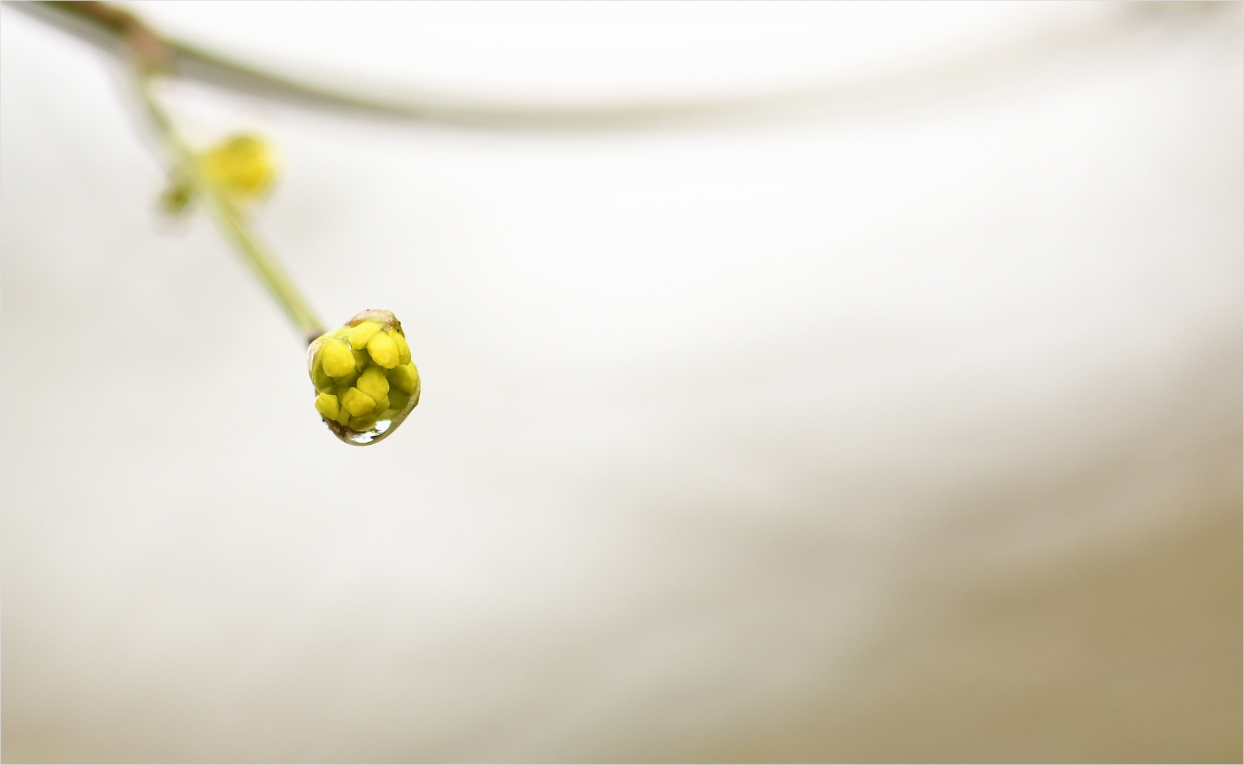 *Kornellkirschblüten°Knospen & Tropfen*