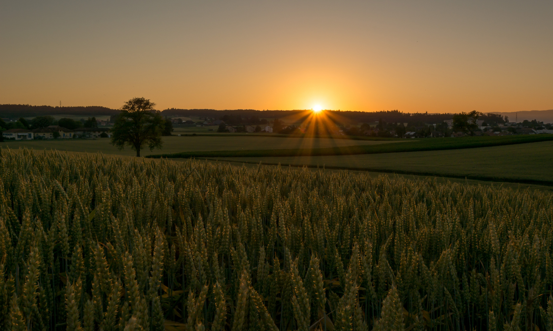 ...Kornfeld...