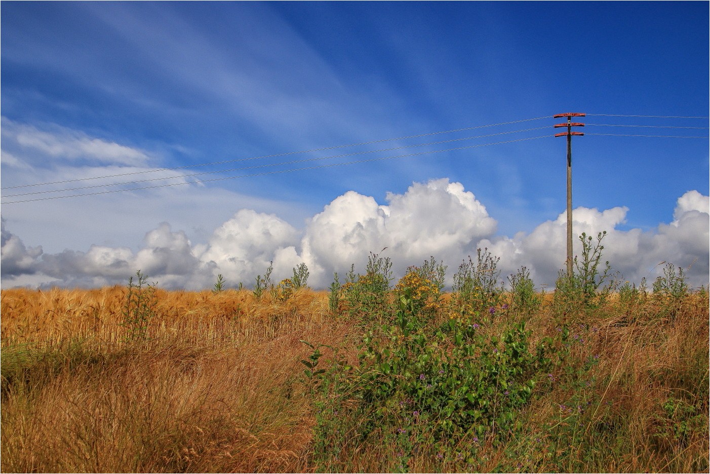 Kornfeld (2)