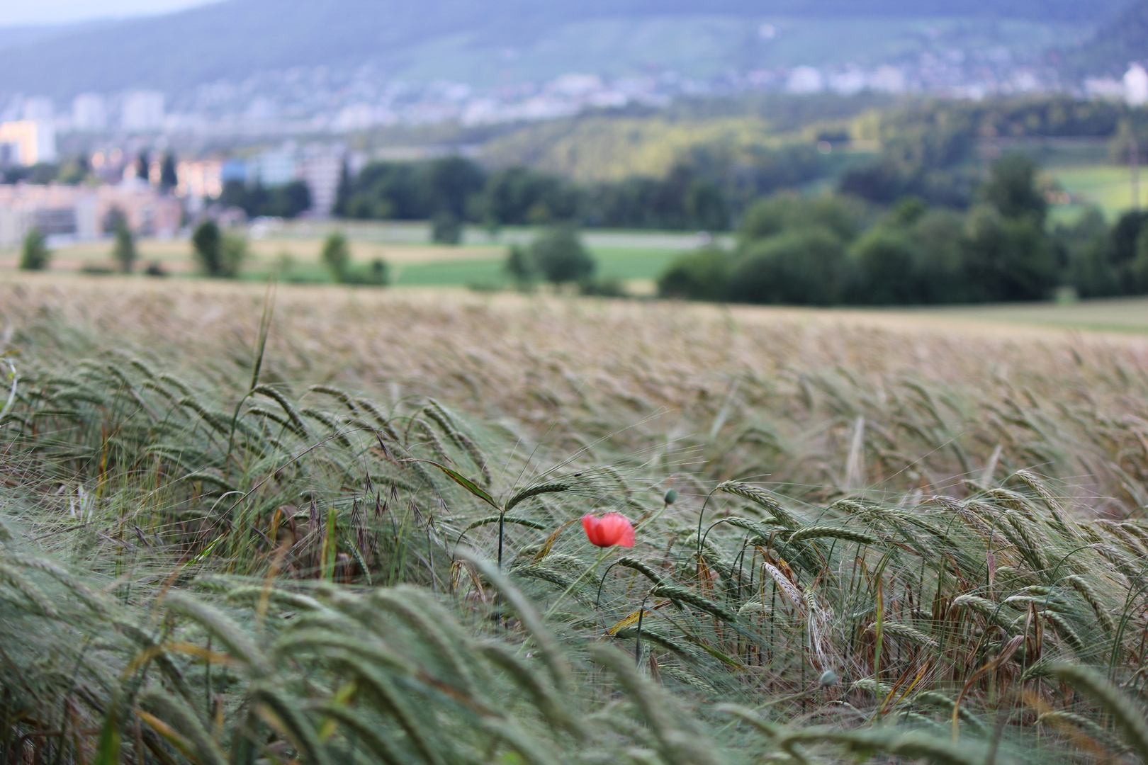 Kornfeld