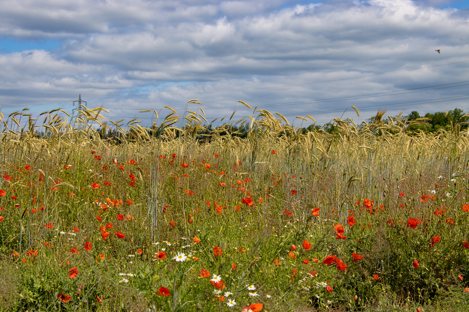 Kornfeld