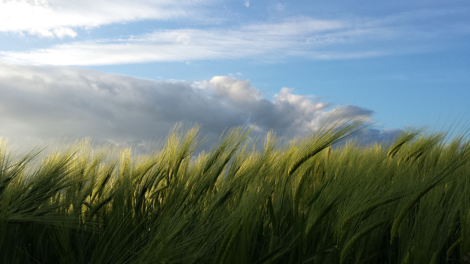 Kornfeld Foto & Bild landschaft, blauer himmel, abend Bilder auf