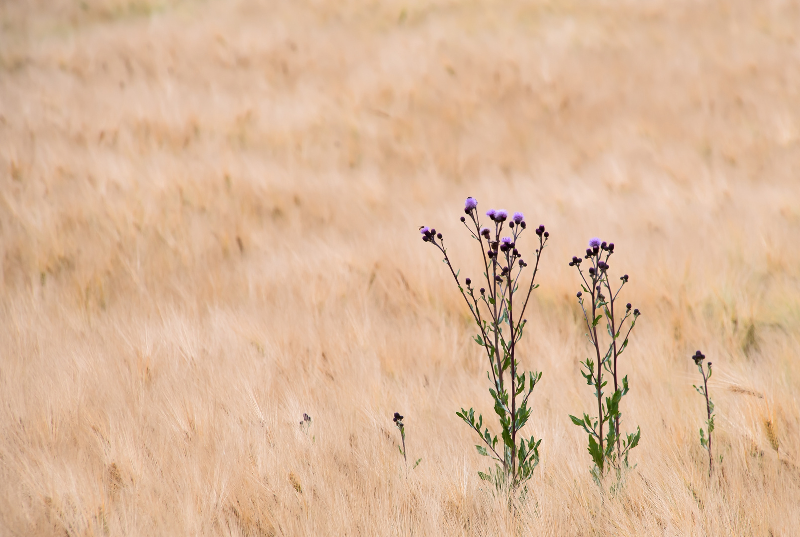 Kornfeld