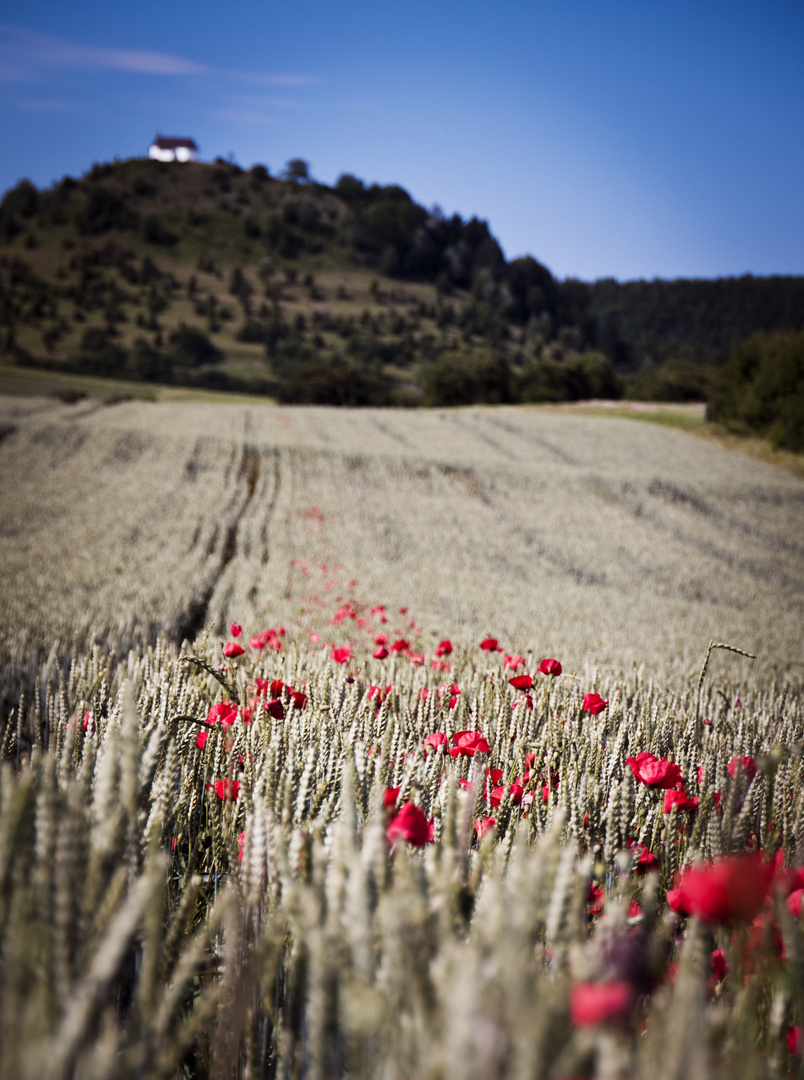 Kornfeld