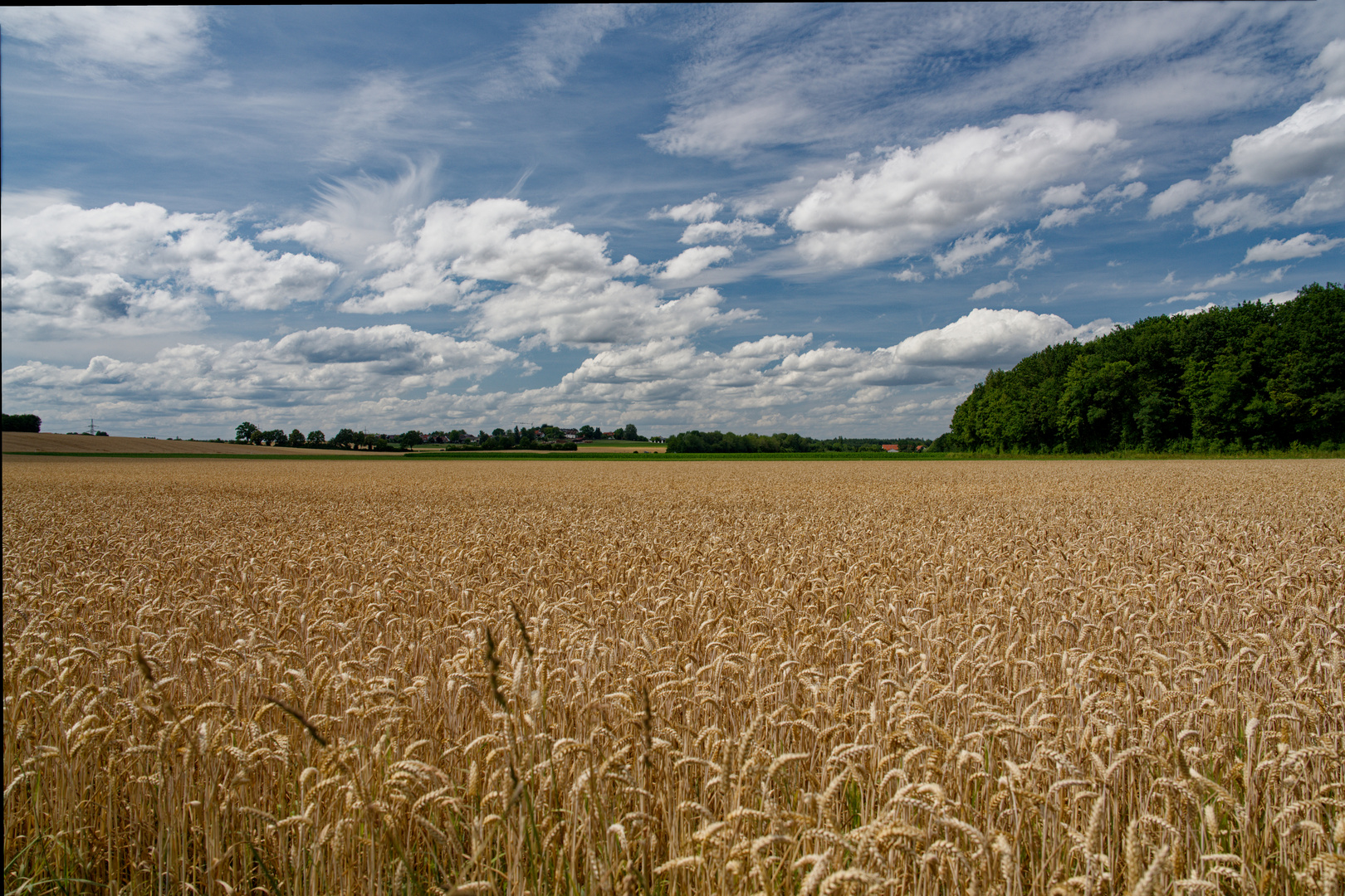 Kornfeld