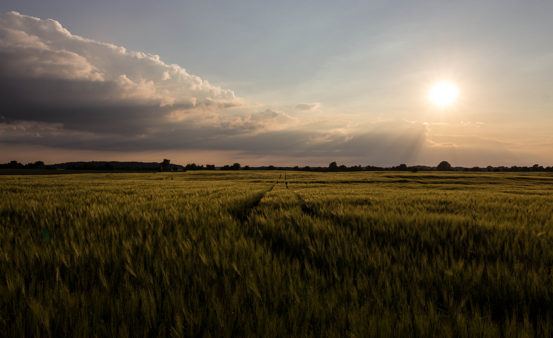 Kornfeld am Abend