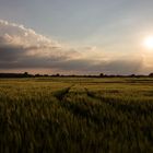 Kornfeld am Abend