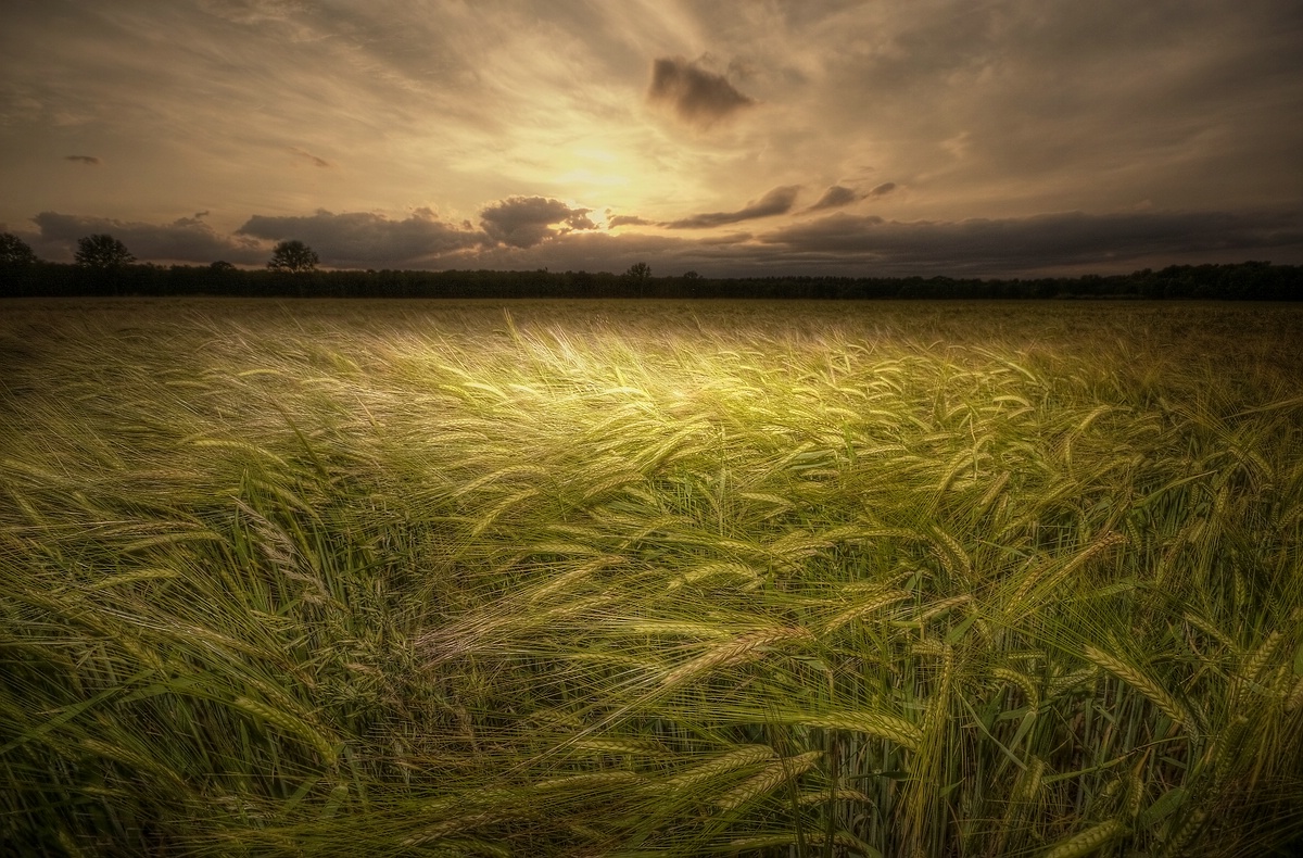 kornfeld am abend