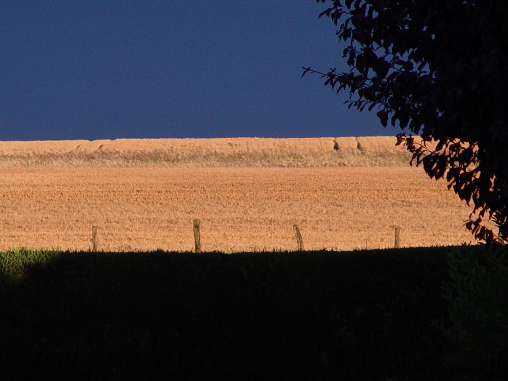 Kornfeld am Abend