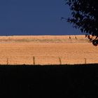 Kornfeld am Abend